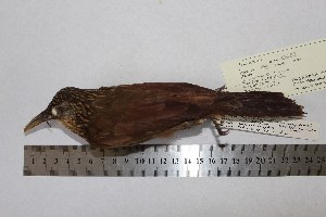  (Xiphorhynchus guttatus - MHNSM MUSM-Orn-15682a)  @13 [ ] Copyright (2014) Unspecified Museo de Historia Natural