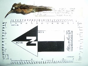  (Phaethornis atrimentalis - MHNSM MUSM-Orn-15795a)  @11 [ ] Copyright (2014) Unspecified Museo de Historia Natural