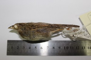  (Ammodramus aurifrons - MHNSM MUSM-Orn-15829)  @14 [ ] Copyright (2014) Unspecified Museo de Historia Natural