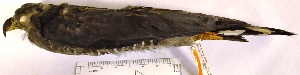  (Chondrohierax uncinatus - MUSM-Orn-15957)  @11 [ ] Copyright (2014) Unspecified Museo de Historia Natural