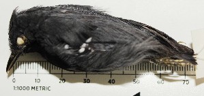  (Myrmotherula iheringi - MUSM-Orn-16174)  @11 [ ] Copyright (2014) Unspecified Museo de Historia Natural