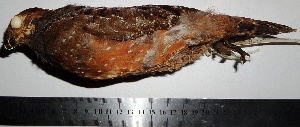  (Odontophorus stellatus - MUSM-Orn-17444)  @11 [ ] Copyright (2014) Unspecified Museo de Historia Natural