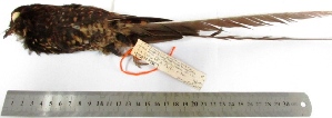  (Uropsalis segmentata - MUSM-Orn-18426)  @11 [ ] Copyright (2014) Unspecified Museo de Historia Natural