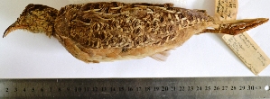 (Nothoprocta pentlandii - MUSM-Orn-19257)  @11 [ ] Copyright (2014) Unspecified Museo de Historia Natural