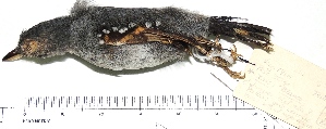  (Megastictus margaritatus - MUSM-Orn-20851)  @11 [ ] Copyright (2014) Unspecified Museo de Historia Natural