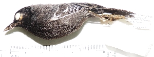  (Myrmoborus lophotes - MUSM-Orn-21476)  @11 [ ] Copyright (2014) Unspecified Museo de Historia Natural