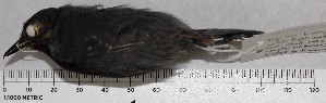  (Myrmotherula schisticolor - MUSM-Orn-28800)  @11 [ ] Copyright (2014) Unspecified Museo de Historia Natural