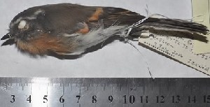  (Ochthoeca rufipectoralis - MHNSM MUSM-Orn-28998)  @11 [ ] Copyright (2014) Unspecified Museo de Historia Natural