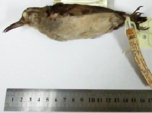  (Geositta crassirostris - MUSM-Orn-01855)  @11 [ ] CreativeCommons - Attribution Non-Commercial Share-Alike (2017) Unspecified Universidad Nacional Mayor de San Marcos, Museo de Historia Natural