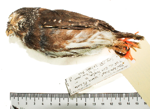  (Glaucidium hardyi - MUSM-Orn-11405)  @11 [ ] CreativeCommons - Attribution Non-Commercial Share-Alike (2017) Unspecified Universidad Nacional Mayor de San Marcos, Museo de Historia Natural