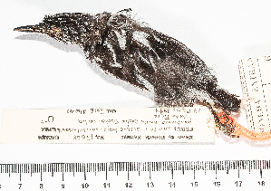  (Myrmotherula cherriei - MUSM-Orn-17068)  @11 [ ] CreativeCommons - Attribution Non-Commercial Share-Alike (2017) Unspecified Universidad Nacional Mayor de San Marcos, Museo de Historia Natural