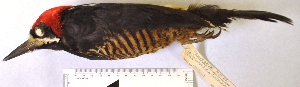  (Campephilus pollens - MUSM-Orn-18431)  @11 [ ] CreativeCommons - Attribution Non-Commercial Share-Alike (2017) Unspecified Universidad Nacional Mayor de San Marcos, Museo de Historia Natural