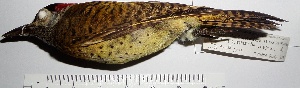  (Colaptes punctigula - MUSM-Orn-24537)  @11 [ ] CreativeCommons - Attribution Non-Commercial Share-Alike (2017) Unspecified Universidad Nacional Mayor de San Marcos, Museo de Historia Natural