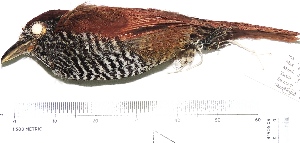 (Thamnophilus palliatus - MUSM-Orn-25654)  @11 [ ] CreativeCommons - Attribution Non-Commercial Share-Alike (2017) Unspecified Universidad Nacional Mayor de San Marcos, Museo de Historia Natural