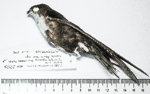  (Aeronautes montivagus - MUSM-Orn-29573)  @11 [ ] CreativeCommons - Attribution Non-Commercial Share-Alike (2017) Unspecified Universidad Nacional Mayor de San Marcos, Museo de Historia Natural