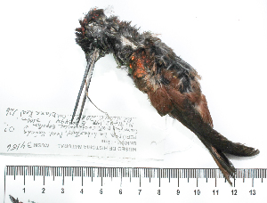  ( - MUSM-Orn-34156)  @11 [ ] CreativeCommons - Attribution Non-Commercial Share-Alike (2017) Unspecified Universidad Nacional Mayor de San Marcos, Museo de Historia Natural