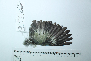  ( - MUSM-Orn-34200)  @11 [ ] CreativeCommons - Attribution Non-Commercial Share-Alike (2017) Unspecified Universidad Nacional Mayor de San Marcos, Museo de Historia Natural