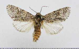  (Acronicta centralis - AV-0018-Noct.)  @11 [ ] No Rights Reserved (2011) A.V. Volynkin Unspecified