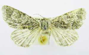  (Acronicta centralis - AV-0019-Noct.)  @11 [ ] No Rights Reserved (2011) A.V. Volynkin Unspecified