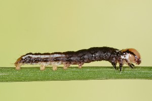  ( - UG2025E005)  @11 [ ] CreativeCommons  Attribution (by) (2025) Addison Copen The Ohio State University