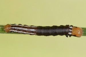  ( - UG2025E005)  @11 [ ] CreativeCommons  Attribution (by) (2025) Addison Copen The Ohio State University