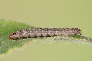  ( - UG2025G003)  @11 [ ] CreativeCommons  Attribution (by) (2025) Addison Copen The Ohio State University