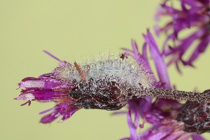  ( - UG2025H015)  @11 [ ] CreativeCommons  Attribution (by) (2025) Addison Copen The Ohio State University