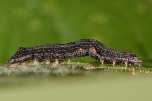  ( - UG2025H018)  @11 [ ] CreativeCommons  Attribution (by) (2025) Addison Copen The Ohio State University