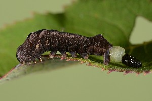  ( - UG2025H033)  @11 [ ] CreativeCommons  Attribution (by) (2025) Addison Copen The Ohio State University