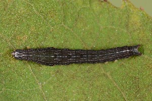  ( - UG2025H033)  @11 [ ] CreativeCommons  Attribution (by) (2025) Addison Copen The Ohio State University