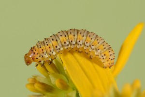  ( - UG2025H035)  @11 [ ] CreativeCommons  Attribution (by) (2025) Addison Copen The Ohio State University