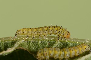  ( - UG2025H035)  @11 [ ] CreativeCommons  Attribution (by) (2025) Addison Copen The Ohio State University