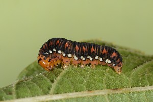  ( - UG2025H035)  @11 [ ] CreativeCommons  Attribution (by) (2025) Addison Copen The Ohio State University