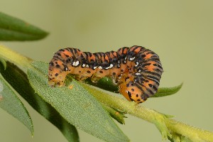  ( - UG2025I001)  @11 [ ] CreativeCommons  Attribution (by) (2025) Addison Copen The Ohio State University