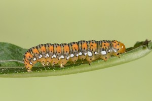  ( - UG2025I026)  @11 [ ] CreativeCommons  Attribution (by) (2025) Addison Copen The Ohio State University