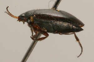  ( - 09PROBE-02497)  @13 [ ] CreativeCommons - Attribution (2009) CBG Photography Group Centre for Biodiversity Genomics