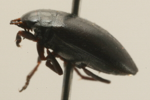  ( - 09PROBE-02527)  @12 [ ] CreativeCommons - Attribution (2009) CBG Photography Group Centre for Biodiversity Genomics