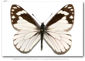  ( - LEP-31028)  @11 [ ] Copyright (2007) Unspecified Butterflies of America