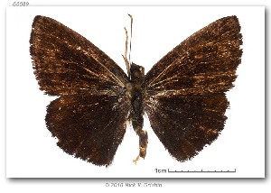  (Zera eboneus - LEP-53684)  @13 [ ] Copyright (2010) Unspecified Butterflies of America