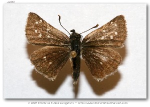  (Piruna roeveri - LEP-53714)  @11 [ ] Copyright (2007) Unspecified Butterflies of America