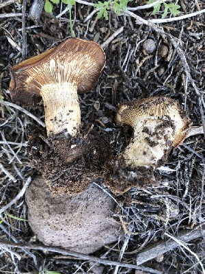  ( - MO517698)  @11 [ ] CreativeCommons - Attribution Share-Alike (2023) Unspecified Arizona Mushroom Society