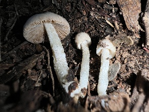  ( - MO547570)  @11 [ ] CreativeCommons - Attribution Share-Alike (2024) Unspecified Arizona Mushroom Society