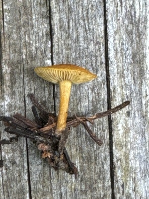  (Calocybe naucoria - MO556001)  @11 [ ] CreativeCommons - Attribution Share-Alike (2024) Unspecified Arizona Mushroom Society
