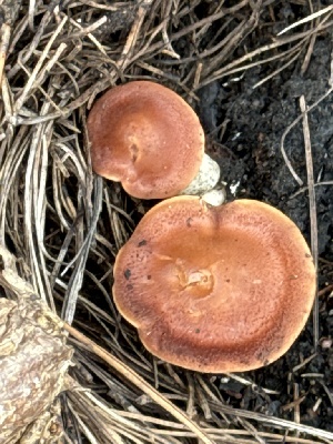  ( - MO558376)  @11 [ ] CreativeCommons - Attribution Share-Alike (2024) Unspecified Arizona Mushroom Society