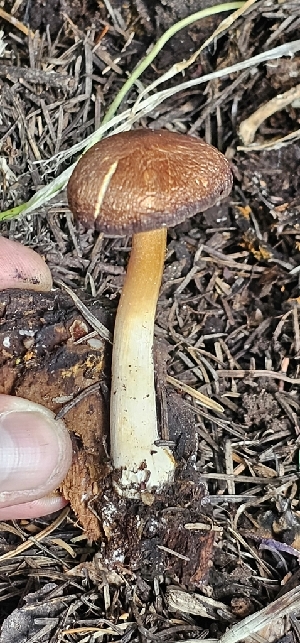  (Inocybe gansuensis - MO561413)  @11 [ ] CreativeCommons - Attribution Share-Alike (2024) Unspecified Arizona Mushroom Society