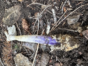  ( - MO571798)  @11 [ ] CreativeCommons - Attribution Share-Alike (2025) Unspecified Arizona Mushroom Society