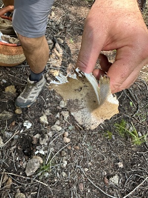  ( - MO571798)  @11 [ ] CreativeCommons - Attribution Share-Alike (2025) Unspecified Arizona Mushroom Society