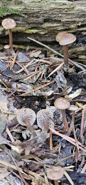  ( - MO578361)  @11 [ ] CreativeCommons - Attribution Share-Alike (2025) Unspecified Arizona Mushroom Society
