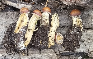  ( - MO576437)  @11 [ ] CreativeCommons - Attribution Share-Alike (2025) Unspecified Arizona Mushroom Society