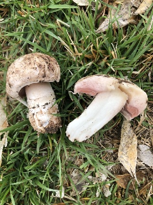  (Agaricus bitorquis - MO547338)  @11 [ ] CreativeCommons - Attribution Share-Alike (2024) Unspecified Arizona Mushroom Society